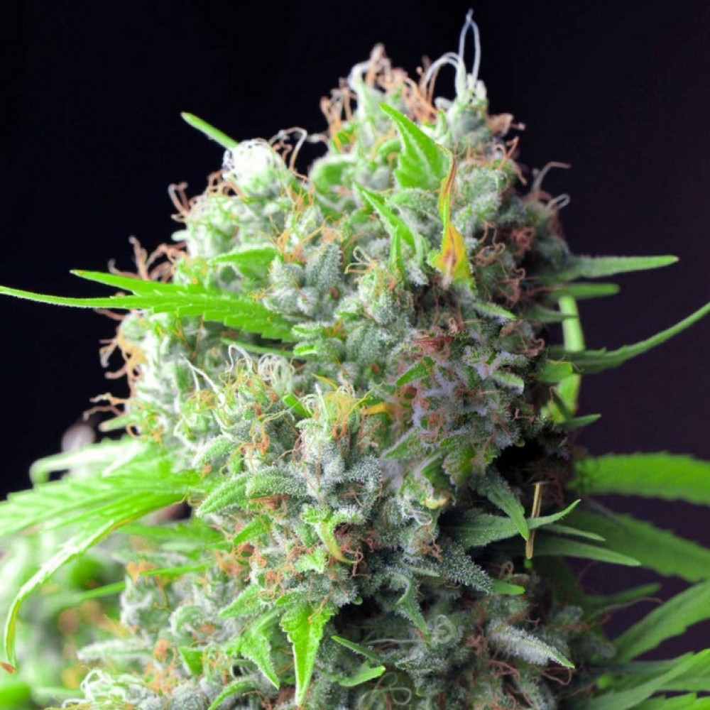 Watermelon Zkittlez: Saftig und farbenfroh, eine Geschmacksexplosion erwartet Sie